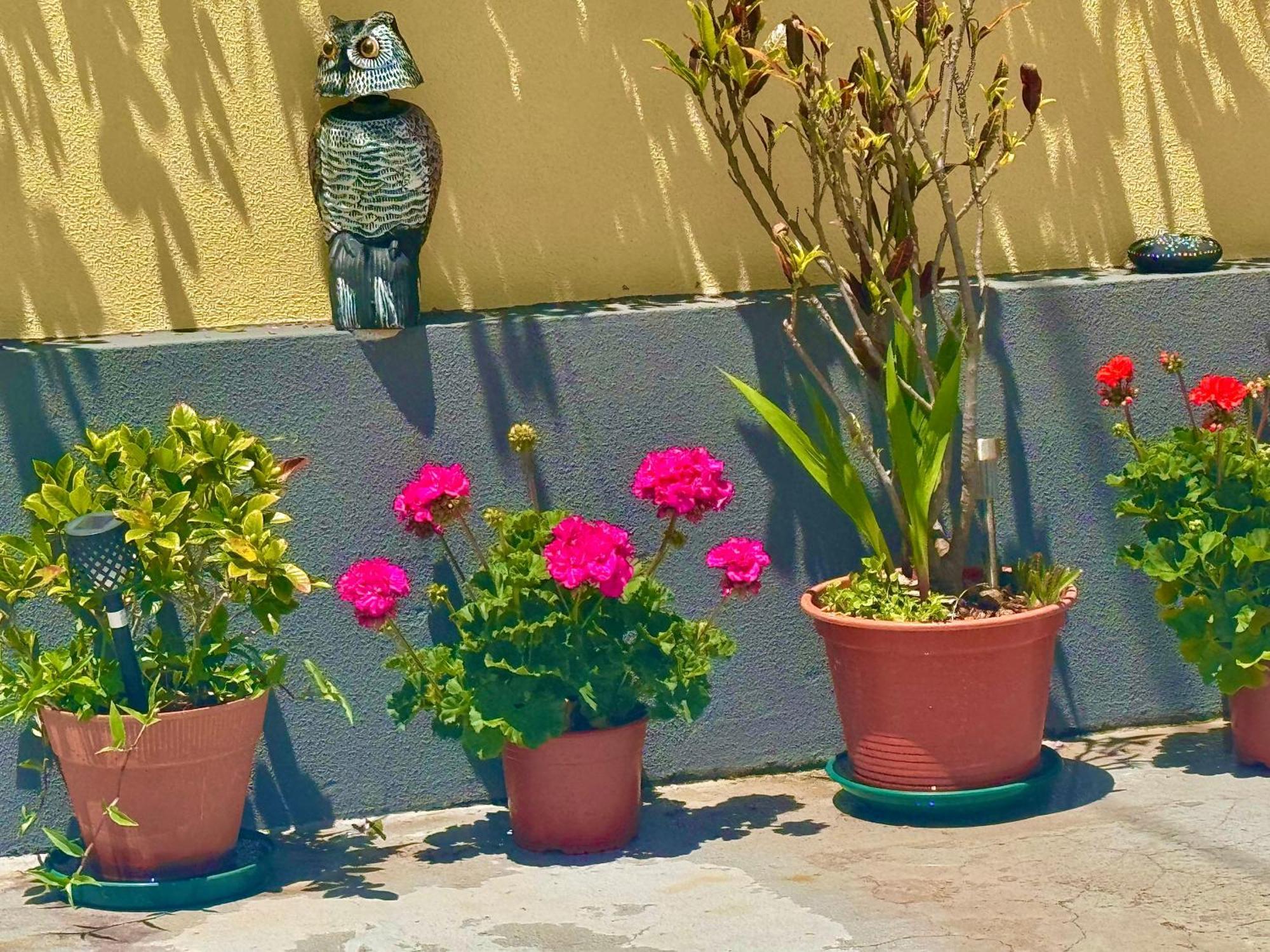 Terra Cha Cottage,Feel Home, São Vicente Exteriör bild
